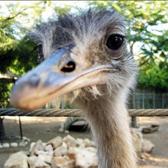 ALOHADANCE - BABY(cover)