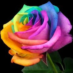 Rainbow Roses