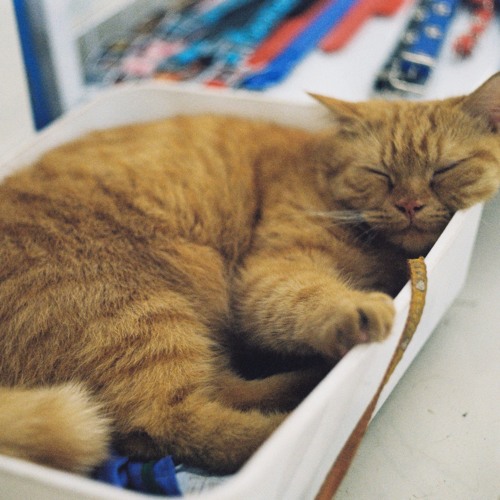 青い猫