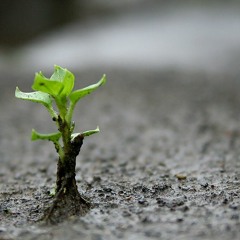 Templo Santo - Sin Condiciones