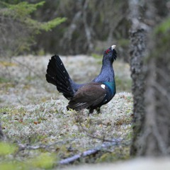 PS CaperLandingInTree 02 StereoVersion SC