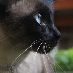 Ufuk Beydemir - Yüreğimdesin