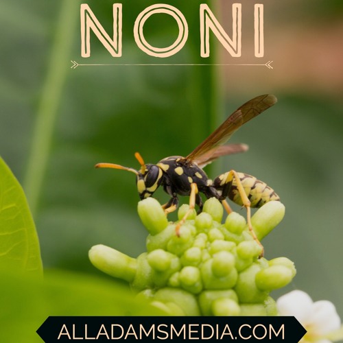 Noni - Royalty Free Soundtrack