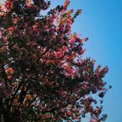 Novacane (Prod. Jo.Yo)