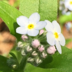 Forget-Me-Not Waltz