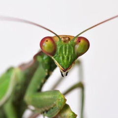 Captain Mantis
