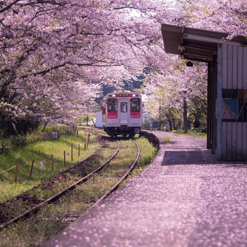 Vanilla - Sakura