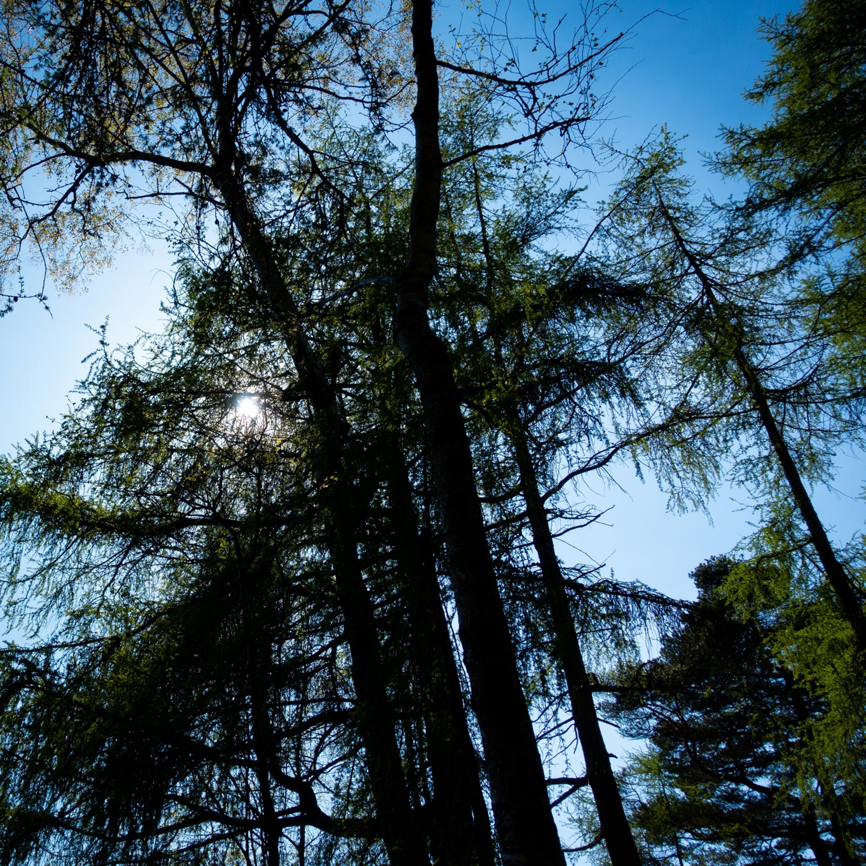 Blue Sky Green Trees episode artwork