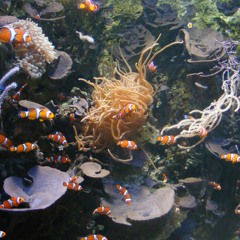 Les poissons "clowns"