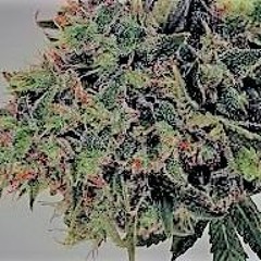 NI QUE CRIPI NI KE CHOLA