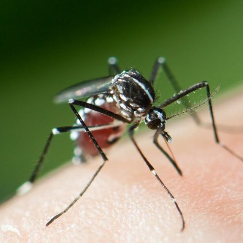 Safari 'Mosquito Alert' amb IES Pau Clarís i l'AMB