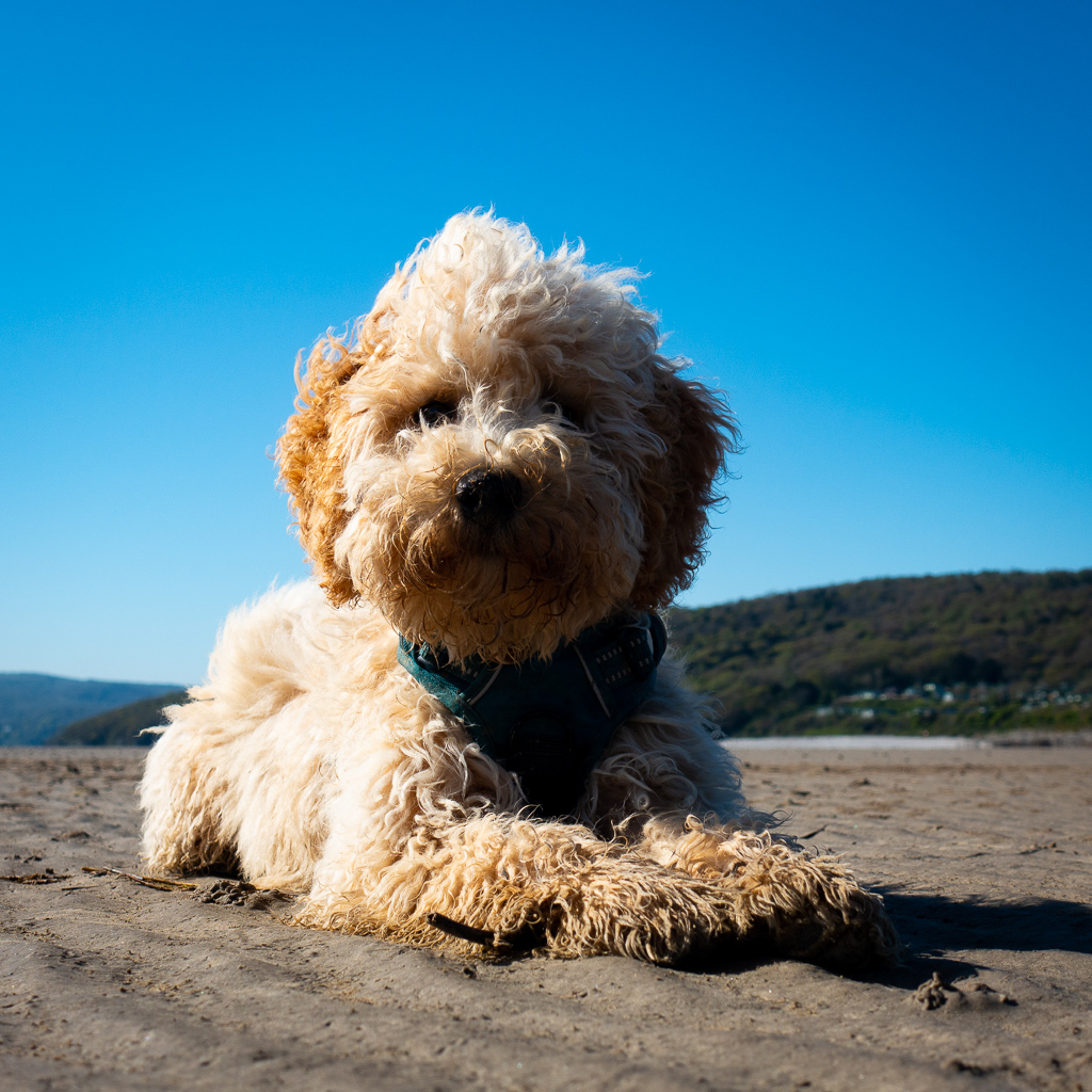 A Small Dog On A Big Beach episode artwork