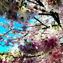 Tako - Sunday session