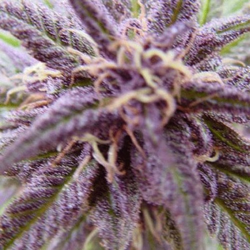 POISONOUS X AstralOne - Lethal Kush (FREE DL)