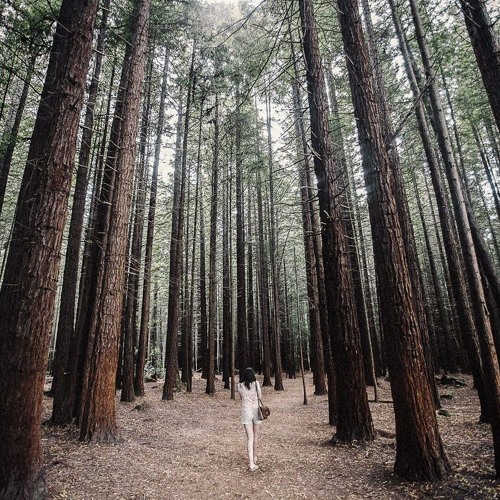 In The Forest.Ft.The Gatsbys