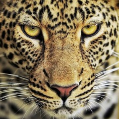 wait in vain | bob marley (a'cappella)