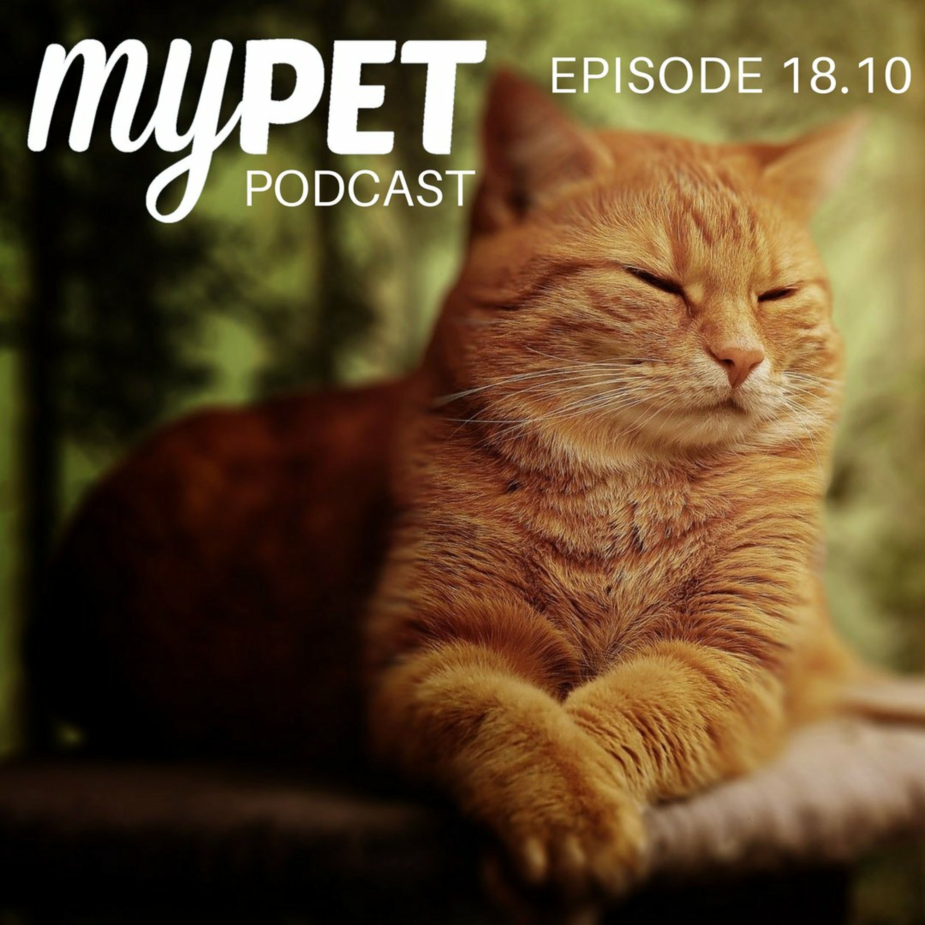 Kidney Disease In Cats; A Likely Problem! episode artwork