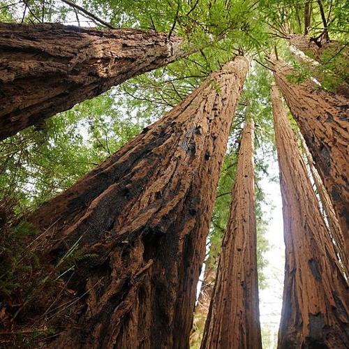 The Redwood Curtain By Mattvend On Soundcloud Hear The World S