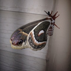 🦋 kintsugi - 🦋 moth swarm 🦋 [蛾の群れ]  🦋 (prod.@elgreko.o) 🦋