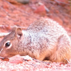 Something I Believed