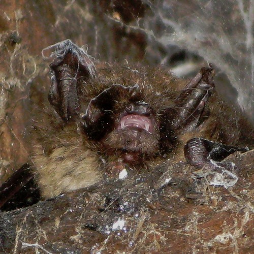 Colony Of Bats 5am 0405