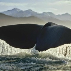 .blue whale challenge.