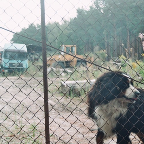 Monster Hund