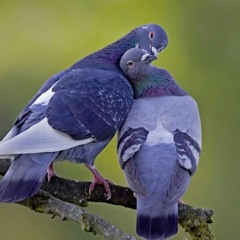 La paloma - a capella-ensayo