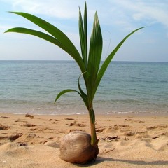 Rapahki