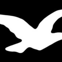 BIRDZ & 808Z