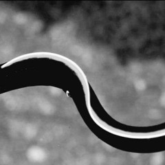 Serial Impression #3 (EEL)
