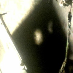 Something'sComing Out Of The Dark