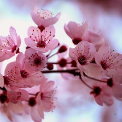 Cveta trešnja u planini - Sabirni centar (a capella)