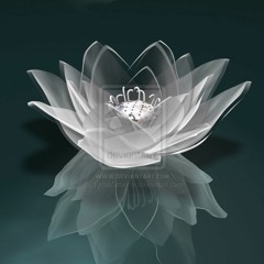 White Lotus