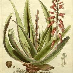 aloe vera
