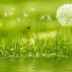 Tim McMorris – Its a beautiful day