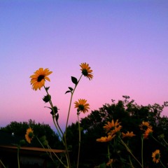 Sunflower Song (Raw/Demo)