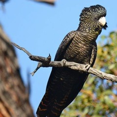 Off Track: A south-eastern red-tailed black cockatoo fledgling