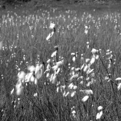 Hiroshima ist auch ein Schnee (2012)