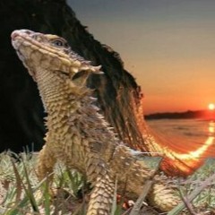 sungazer