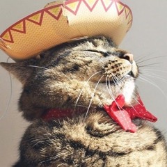 The Wild Cat's- Me Provoca