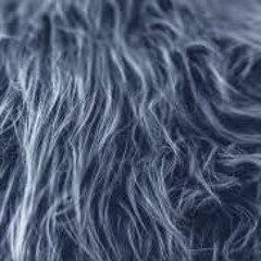 Interview with The Vegan Punk, animal rights activist