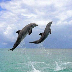 dolphin (prod. 8ROKEBOY)