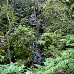 Analog Jungle