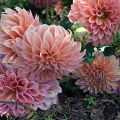 Jam Cover - Put your records on (Corinne Bailey Rae)