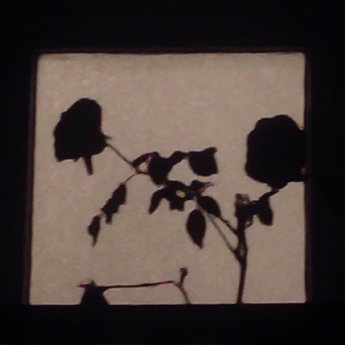 rosy retrospection