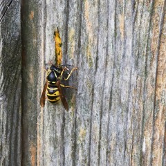 Common Wasp chewing wood