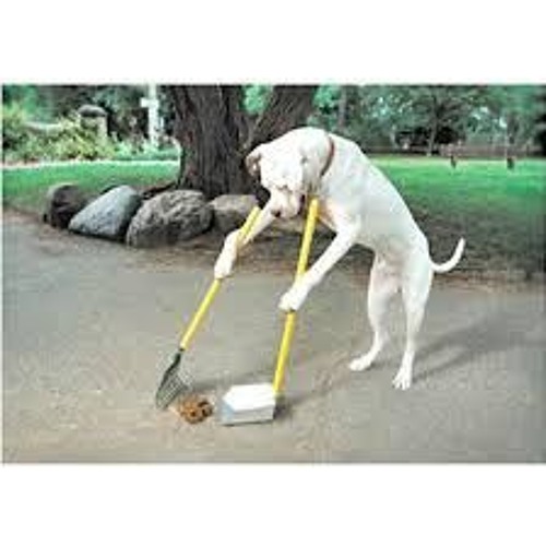 Stream POOPITY SCOOP, SCOOPITY POOP (Freestyle) Single by CTU