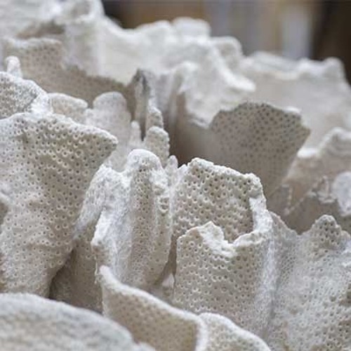 Turbinaria Coral