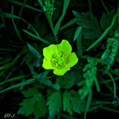 Symbiosis